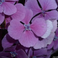 Hydrangea macrophylla (Thunb.) Ser.